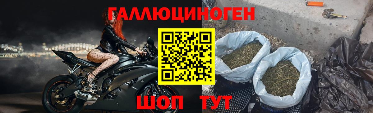 Галлюциногенные грибы Psilocybe Сургут