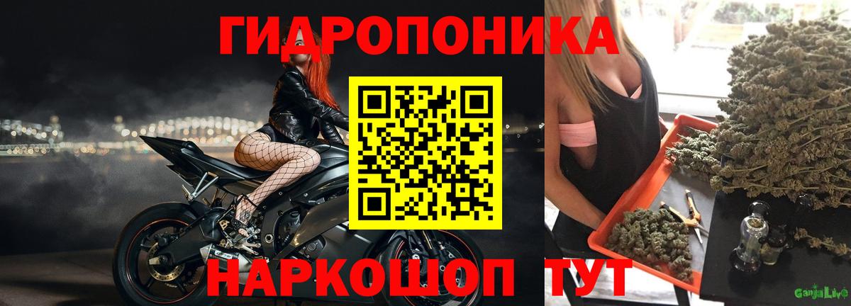 Марихуана план  Сургут  Марихуана SATIVA & INDICA  Конопля ГИДРОПОН 